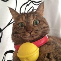 ぱむ
