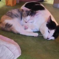 みゃーこちゃん 会員画像