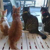 まめとこま 会員画像