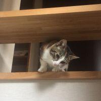 もこもこ40 会員画像