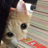 ヨーコママ 会員画像