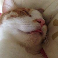 ぬこ介 会員画像