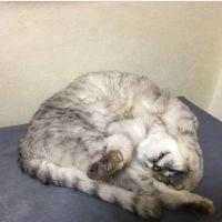 ぐうた 会員画像