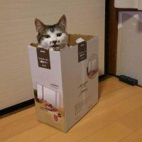 かわうそさん 会員画像