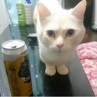 猫嵐さん 会員画像