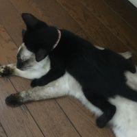 じんごろ 会員画像