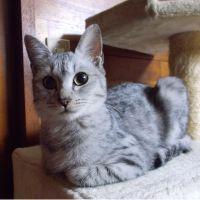 やすこ37 会員画像