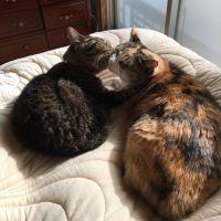 だしまきたまこ 会員画像