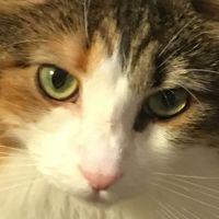 ばらねこ 会員画像