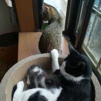 たけちゃんマン 会員画像