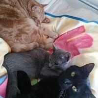 とりゃきち 会員画像