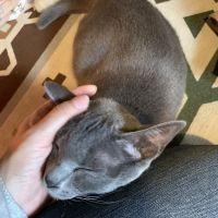 灰猫のサラ 会員画像