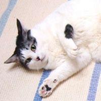 hogo_neco 会員画像