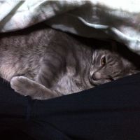 koppeさん