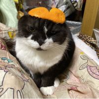 シマシマさん 会員画像
