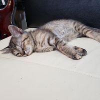 ねこまーーる 会員画像