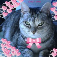 猫又CoCo 会員画像