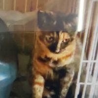 アンジェロ 会員画像