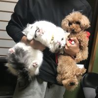 けいけい347 会員画像