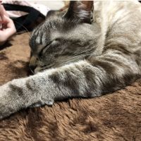 ロクハナ 会員画像
