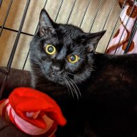 猫フジコ 会員画像