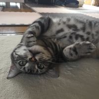 ニャンズのおばたん 会員画像