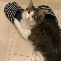 しおんのははさん
