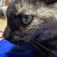 わさびねこ 会員画像