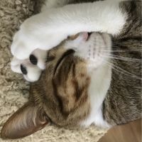 もちメルラムさん