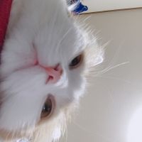 あんちゃんryu 会員画像