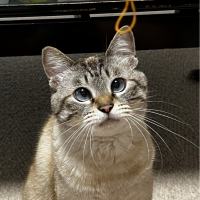 つよぱぱ 会員画像