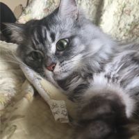 Mihoooi 会員画像