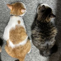 保護猫きなこのママさん