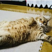 つぎり 会員画像