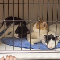 まめきなこもち 会員画像