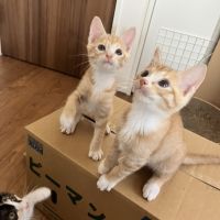 ねこもっふーさん