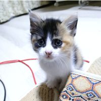 アウまひさん