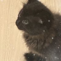 あるぱかちゃん 会員画像