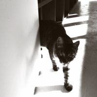 Rintalowさん