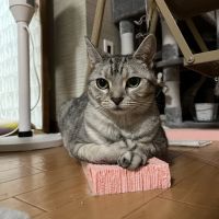 はるあずさん