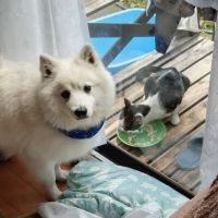 イヌネコスキー 会員画像