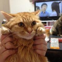 トロロン 会員画像