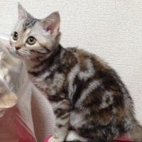 ポコ太さん
