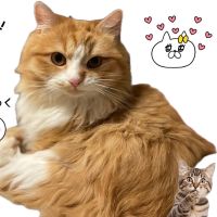 ゆっぴょこさん
