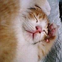 はち公 会員画像