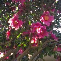 軒下りんこ 会員画像