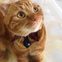 ねこずきママ 会員画像