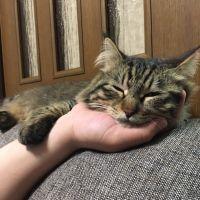 のんたんまんさん 会員画像