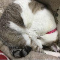 猫ちゃん飼いたいさん