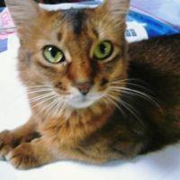 cat-life 会員画像
